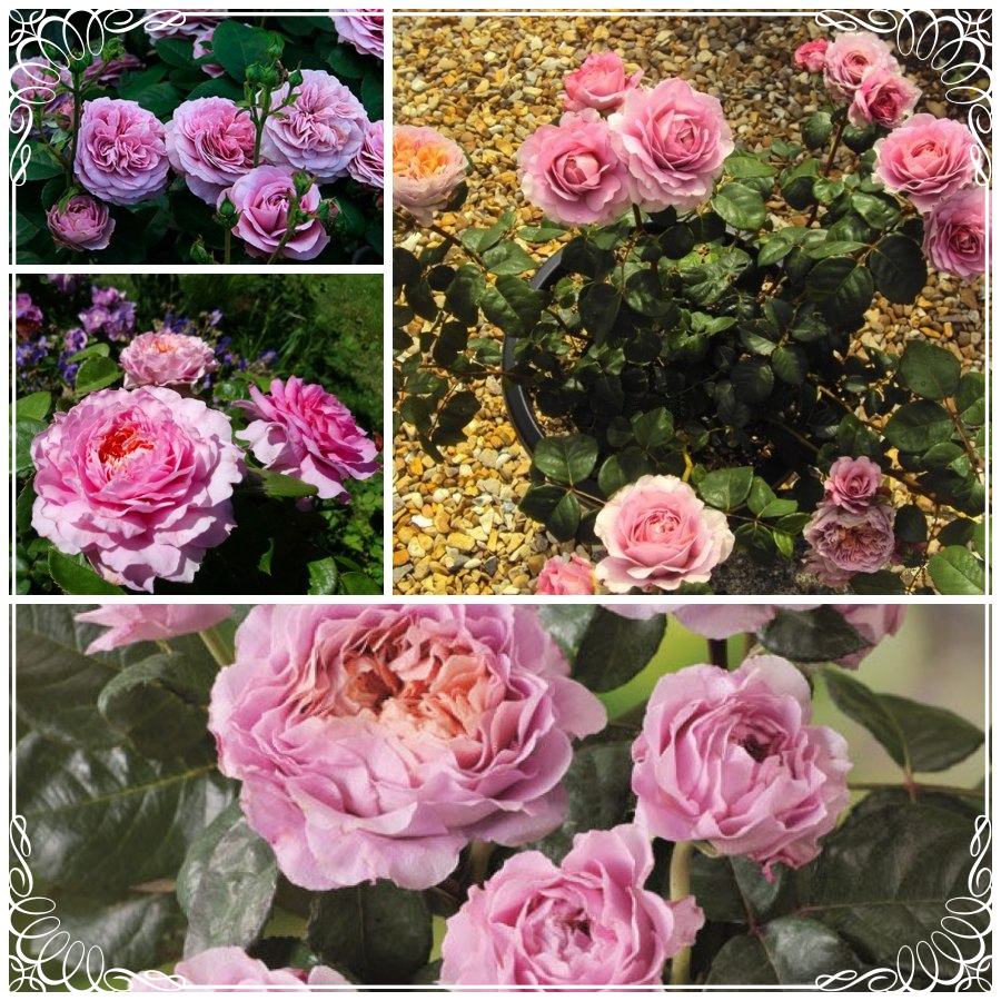 Eisvogel róża wielkokwiatowa